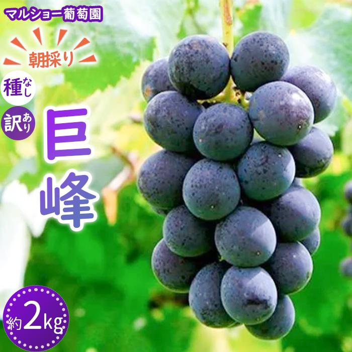 【2026年先行予約・数量限定】朝採り 巨峰「種なし」 訳あり品 約2kg<2026年8月中旬〜発送>愛知県大府市20000果物・フルーツマスカット・ぶどう