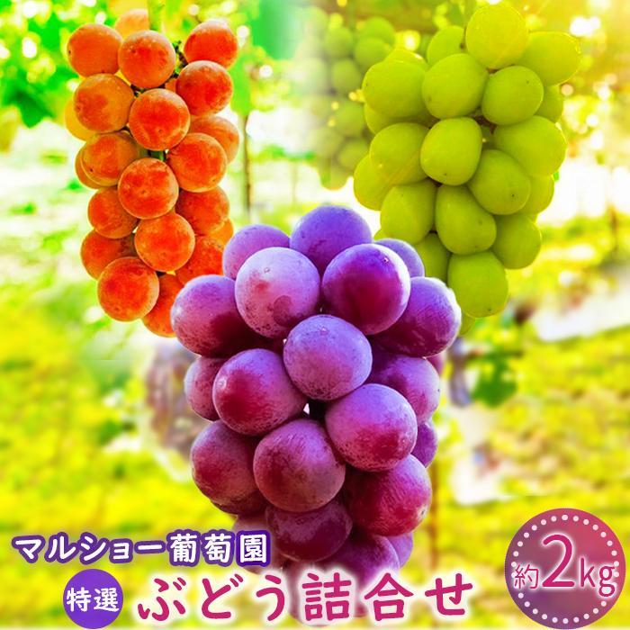 y2026Ns\Eʌz储܂IԂǂl Qkg  (͔|16i̒茵I) 2026N8{`m{s23000ʕEt[c}XJbgEԂǂ
