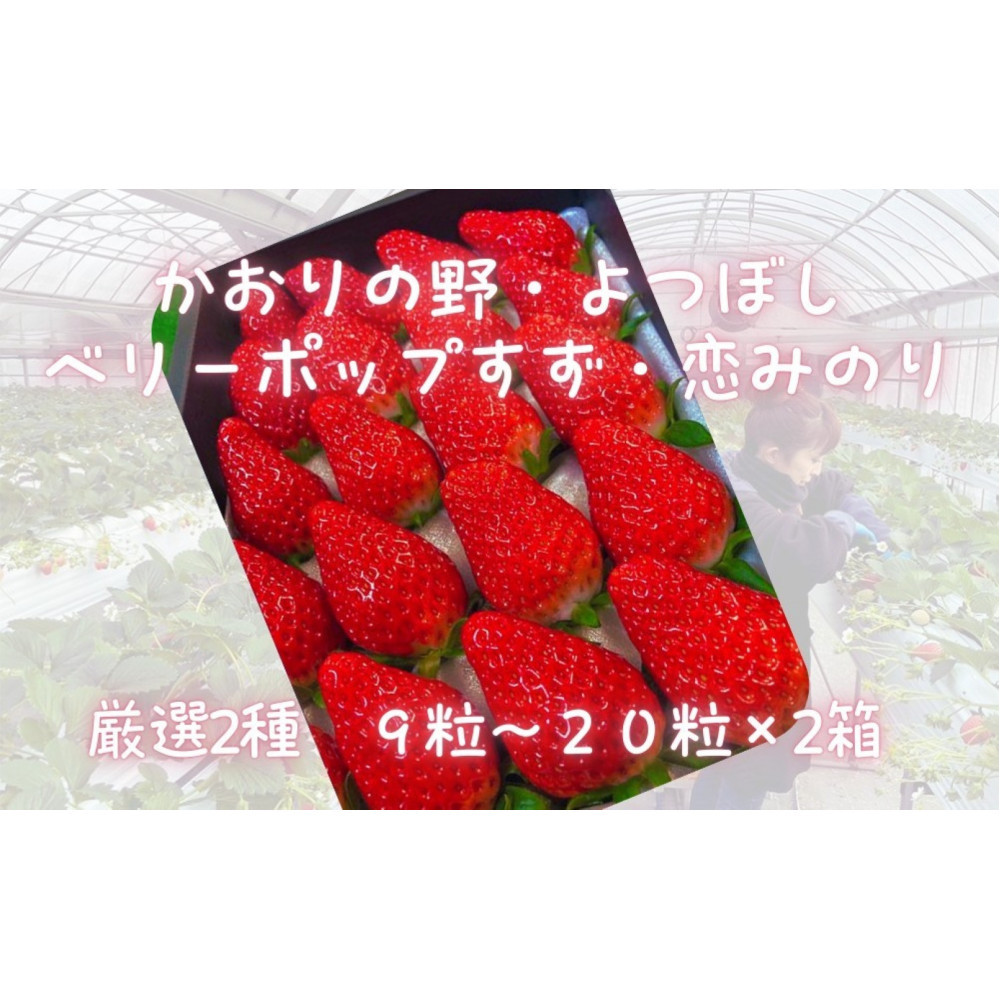 先行予約・数量限定! 採れたて完熟いちご【かおり野・よつぼし・ベリーポップすず・恋みのり】 9粒〜20粒×2箱愛知県大府市17000果物・フルーツいちご