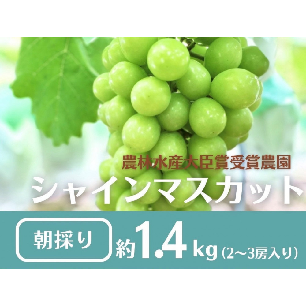 【先行予約2026年8月頃発送】大府市産 シャインマスカット1.4kg(2〜3房入)愛知県大府市21000果物・フルーツマスカット・ぶどう