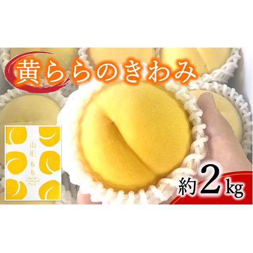 yߘa7NYs\z  û݁v 2kg (6`9) sߘa7N9{`t wzʎsx   ʕ t[c fU[g R` zs [1044]R`zs16000ʕE