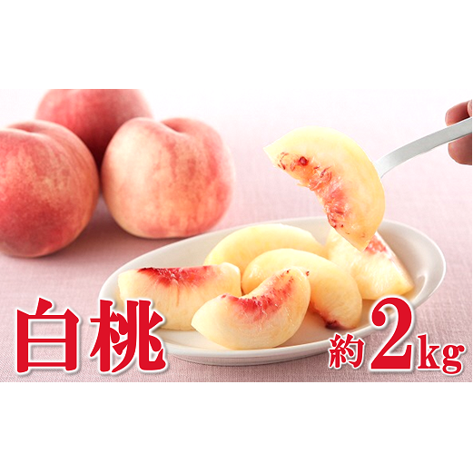 yߘa7NYs\z  2kg (5`10 G) sߘa7N8{`9{t wt[hVXeYx  ʕ t[c R` zs [1382]R`zs13000ʕEt[cE