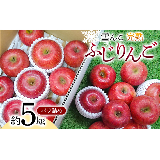 【令和7年産先行予約】 雪んこ 完熟ふじりんご 約5kg バラ詰め 《令和8年1月上旬〜発送》 【全国りんご選手権 銀賞】 『船中農園』 りんご リンゴ ふじ ふじりんご 完熟 果物 フルーツ デザ