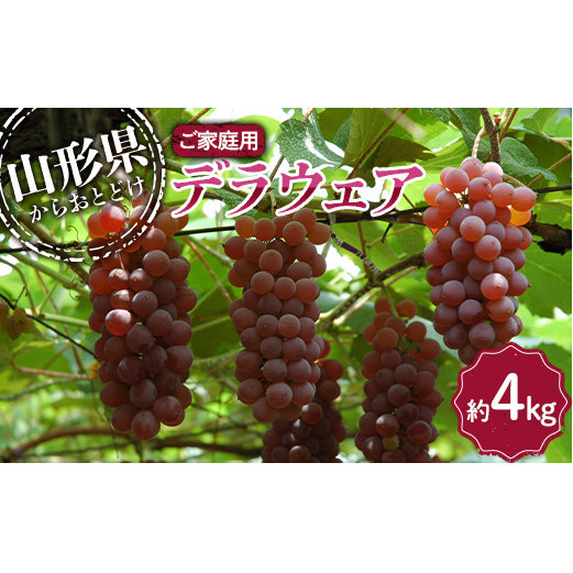 【令和7年産先行予約】 〈訳あり品 家庭用〉 デラウェア 約4kg (18〜32房) 《令和7年8月上旬〜発送》 『沼沢農園』  デラウェア ぶどう 種なし 果物 訳あり フルーツ デザート 山形県 南陽市 [20