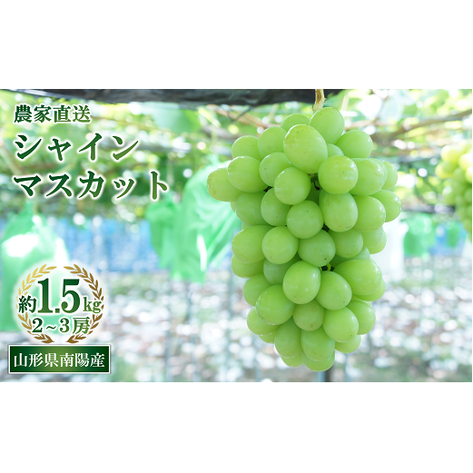 yߘa8NYs\z VC}XJbg 1.5kg (2`3[ G) sߘa8N9{`t wY҂܂x }XJbg Ԃǂ ʕ t[c fU[g R` zs [859-R8]R`zs20