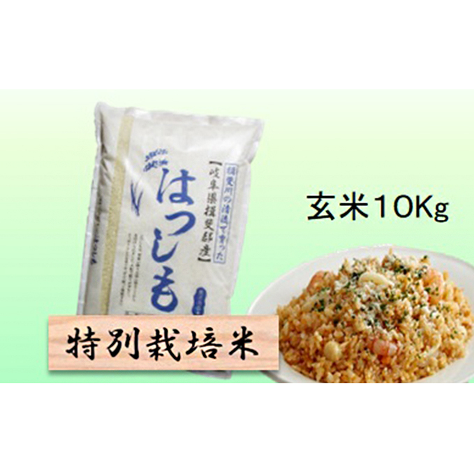 特別栽培米★玄米10kg 【ハツシモ】 お米 ブランド米 銘柄米 ご飯 おにぎり アッサリ 幻のお米 大粒 岐阜県池田町16000米・パン白米