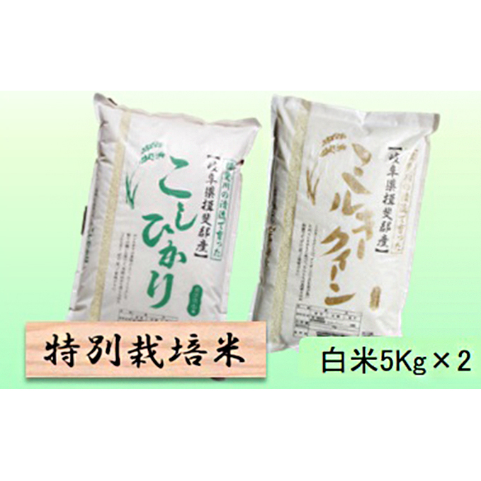 特別栽培米★白米10kg 【コシヒカリ・ミルキークイーン】各5Kg お米 ブランド米 銘柄米 ご飯 おにぎり お米の王様 バランス モチモチ 低アミロース米 岐阜県池田町18000米・パン白米
