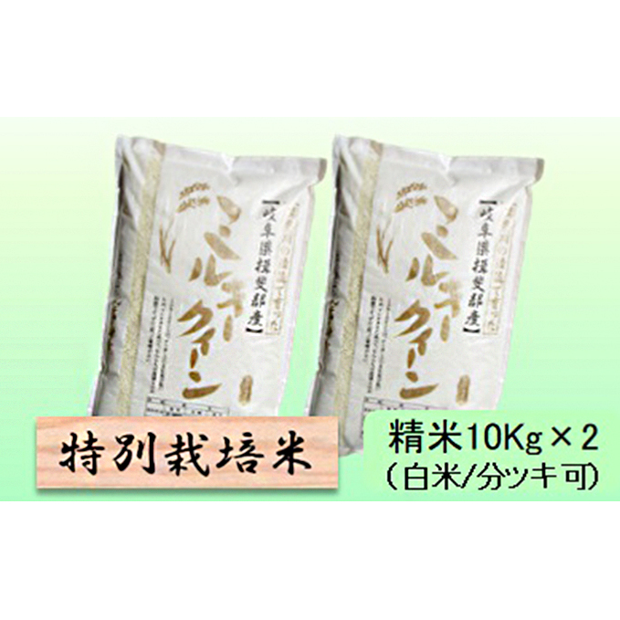特別栽培米★精米20kg(白米/5分/7分ツキ可)【ミルキークイーン】 玄米は別に出品 お米 ブランド米 銘柄米 ご飯 モチモチ 低アミロース米 岐阜県池田町36000米・パン白米