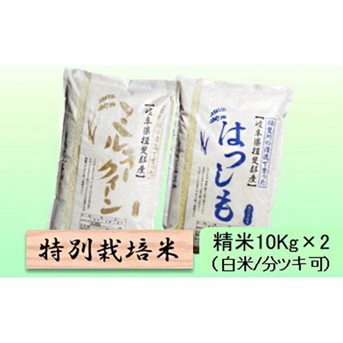 特別栽培米★精米20kg(白米/5分/7分ツキ可)【ミルキークイーン・ハツシモ】 玄米は別に出品 お米 ブランド米 銘柄米 ご飯 モチモチ 冷めても美味しい 低アミロース米 大粒 アッサリ 岐阜