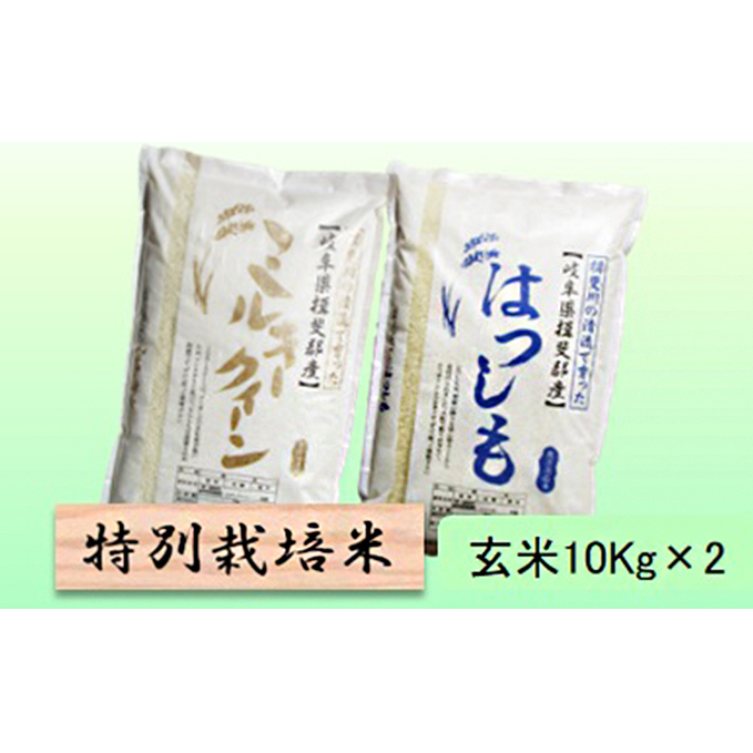 特別栽培米★玄米20kg【ミルキークイーン・ハツシモ】各10Kg お米 ブランド米 銘柄米 ご飯 モチモチ 冷めても美味しい 低アミロース米 大粒 アッサリ 岐阜県池田町33000米・パン白米