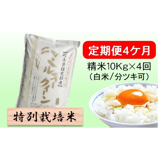 定期便4カ月【令和7年産】特別栽培米10kg(白米/7分/5分ツキ可)【白米】(ミルキークイーン) 米 お米 白米 コメ ご飯 定期 岐阜県 池田町岐阜県池田町116000米・パン白米