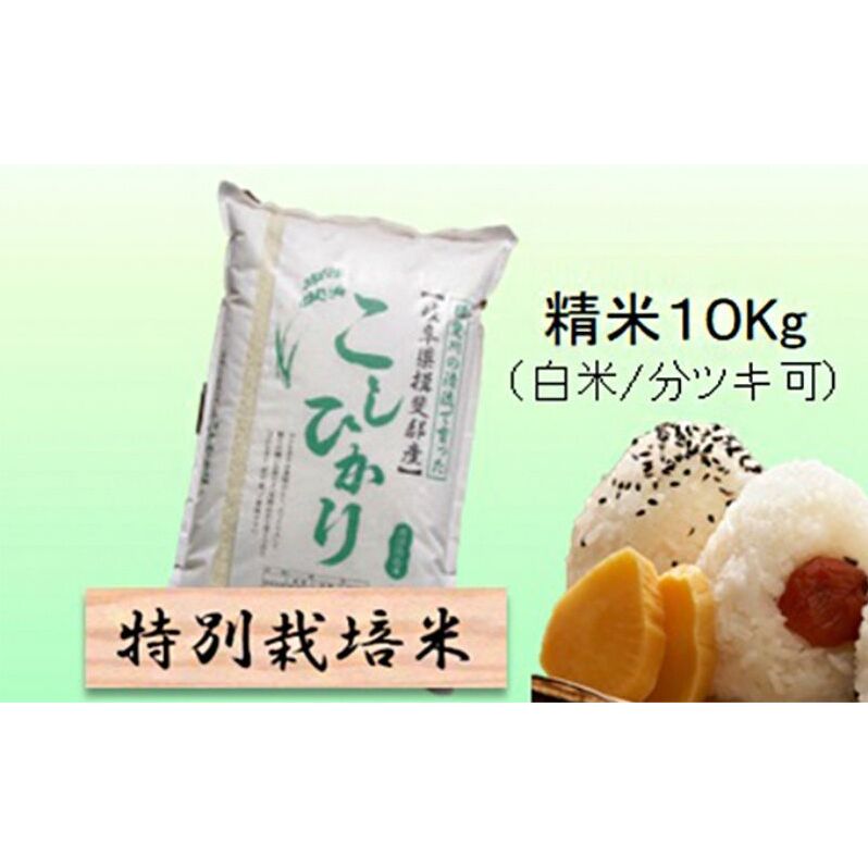 【令和7年産】特別栽培米 10kg【白米、7分ツキ】(コシヒカリ)岐阜県池田町28000米・パン白米