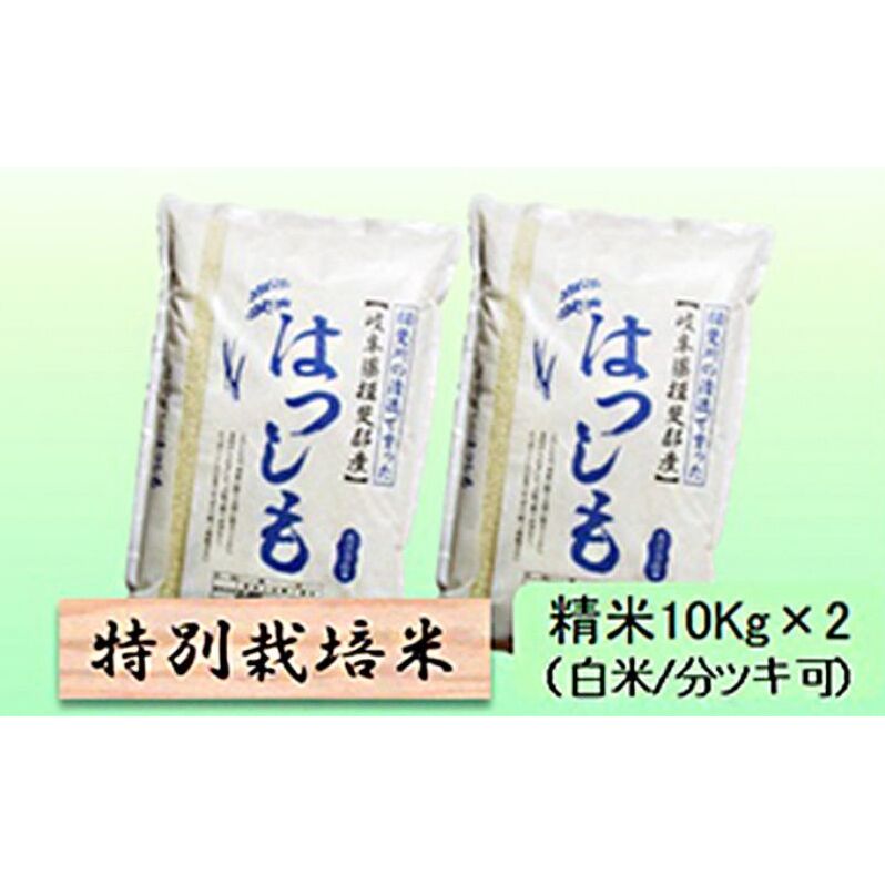 【令和7年産】特別栽培米 20kg【白米、7分ツキ】(ハツシモ)岐阜県池田町55000米・パン白米