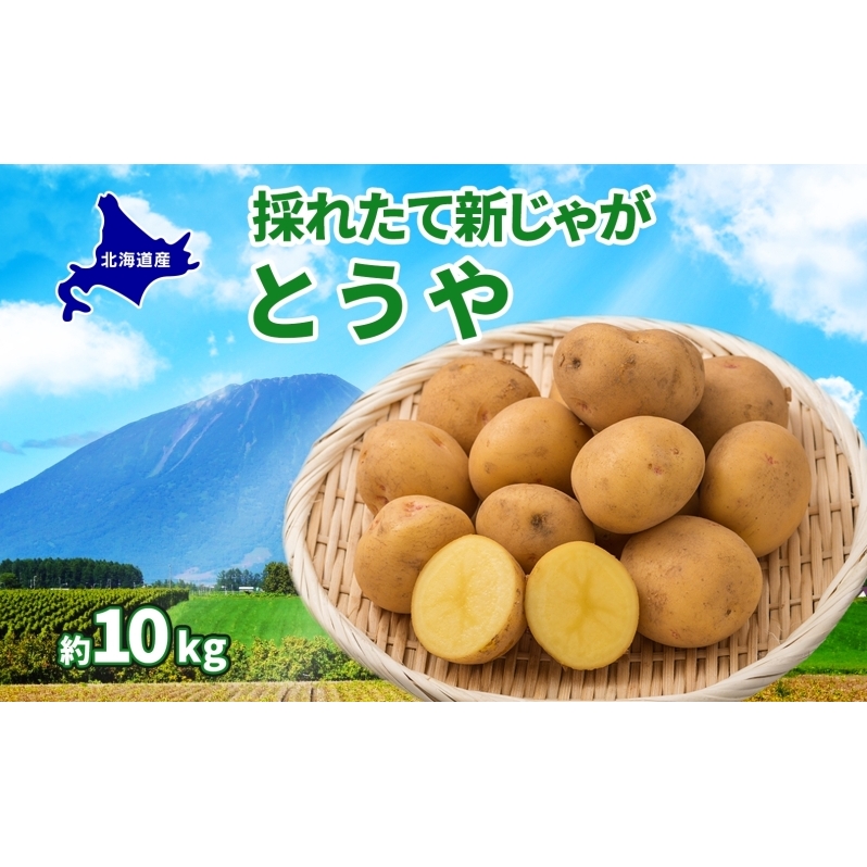 北海道 とうや  L〜LM 約10kg 9月下旬より順次出荷 新じゃが じゃがいも ジャガイモ じゃが芋 馬鈴薯 黄爵 芋 いも イモ 旬 野菜 農作物 カレー シチュー肉じゃが 北海道産 丸田農園 北海道洞爺