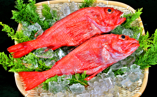 22-85 キンキ(600g前後2尾)北海道紋別市22000魚介・海産物その他 魚介・海産物