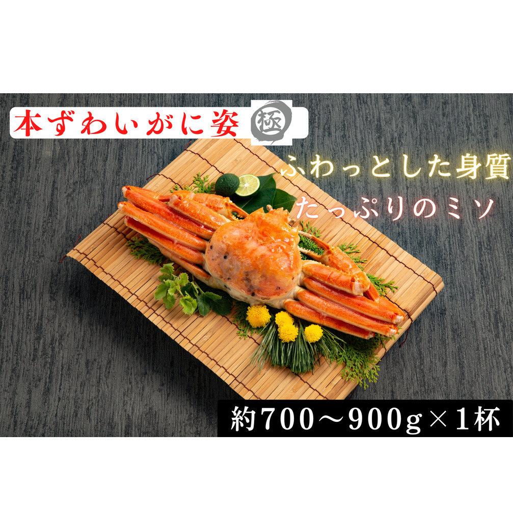 13-359 本ずわいがに姿 大型サイズ1杯北海道紋別市13000魚介・海産物カニ