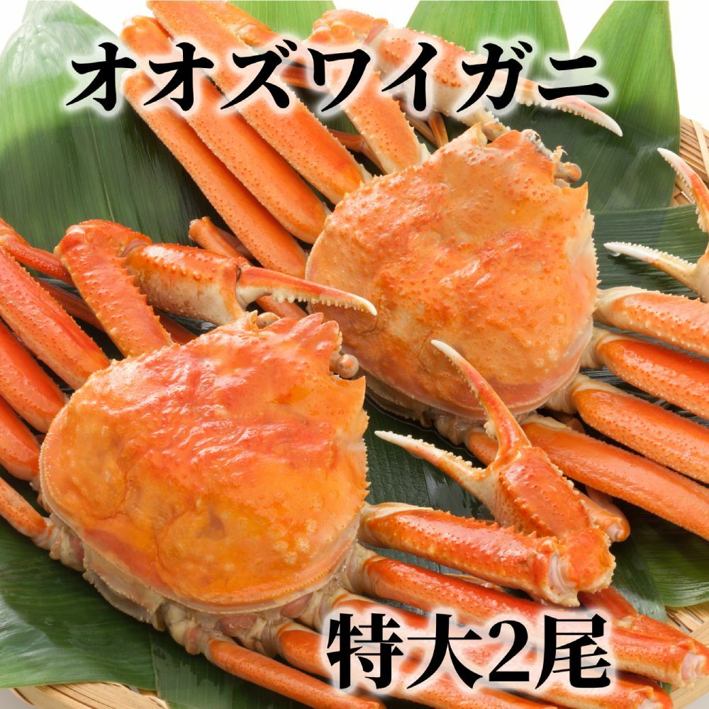 15-289 北海道産 特大ボイルオオズワイガニ姿 2尾 計1.5kg内外北海道紋別市15000魚介・海産物カニ