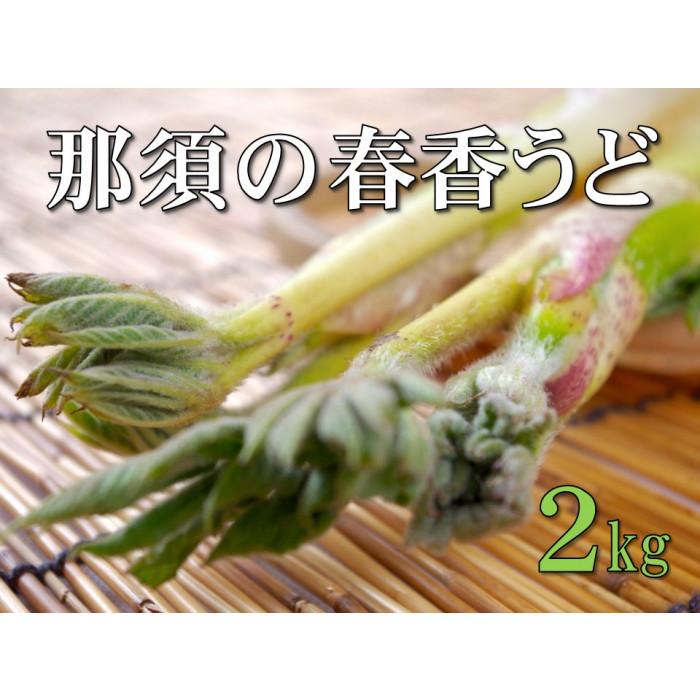 【数量限定】JAなすの産地直送 大田原産 那須の春香うど 山うど1箱(約2kg/6〜8本入り)栃木県大田原市10000野菜・きのこその他 野菜