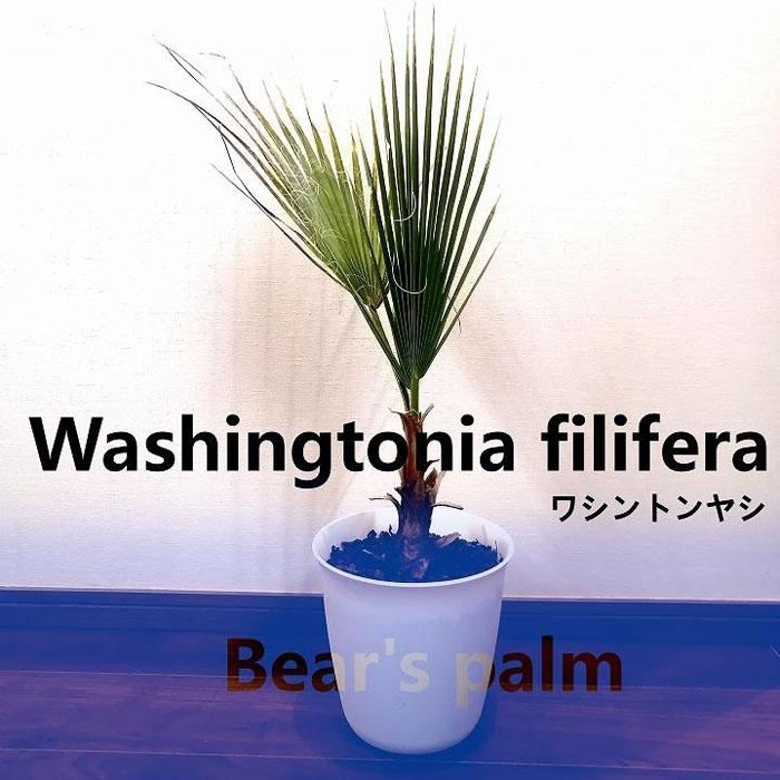 ワシントンヤシ Washingtonia filifera_栃木県大田原市生産品_Bear's palm | 栃木県大田原市 | JRE  MALLふるさと納税