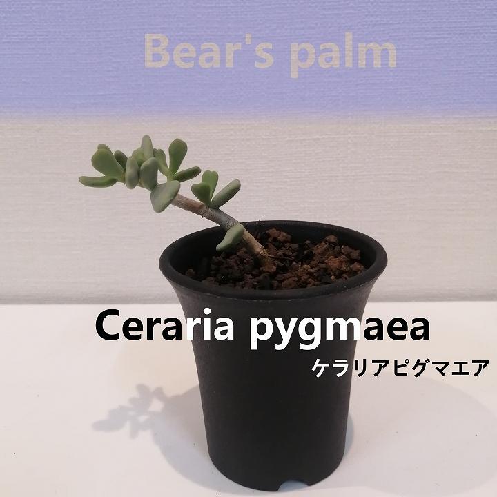 ケラリアピグマエア挿し木 Ceraria pygmaea_栃木県大田原市生産品_Bear's palm | 栃木県大田原市 | JRE  MALLふるさと納税