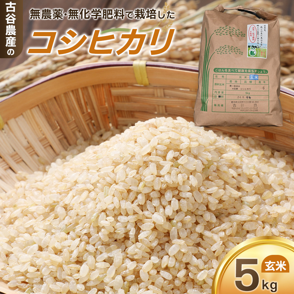 【令和7年産米 数量限定】古谷農産の無農薬・無化学肥料で栽培したコシヒカリ(玄米5キロ) |米 コメ 新米 5kgコシヒカリ こしひかり 農家直送 産地直送 産直栃木県大田原市20000米・パン