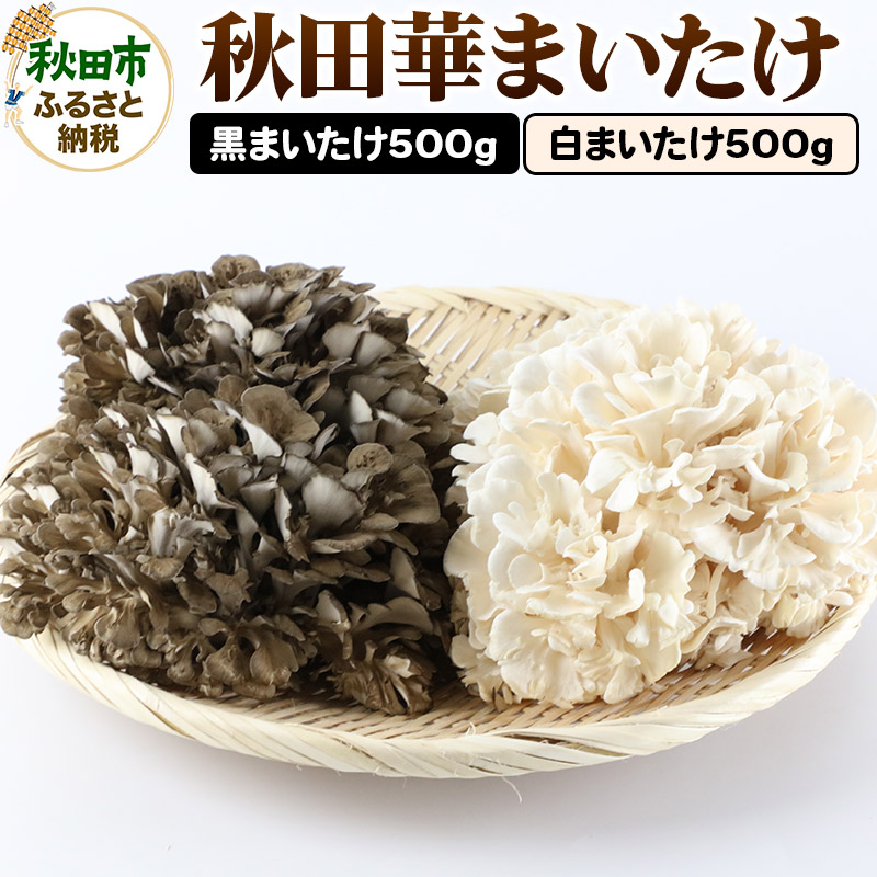 秋田華まいたけ 生まいたけセット 黒まいたけ 約500g 白まいたけ 約500g 舞茸秋田県秋田市9500野菜・きのこきのこ