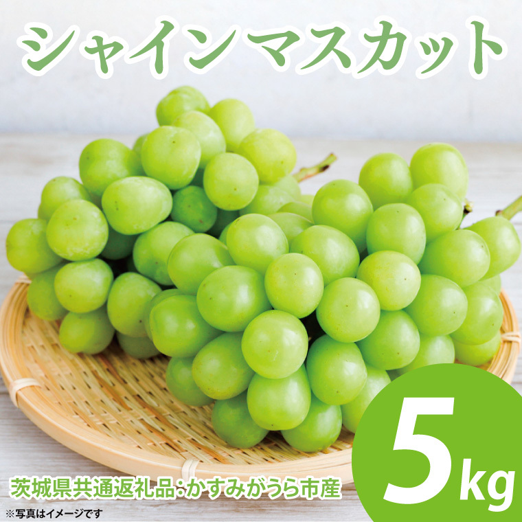 【先行予約】シャインマスカット 約5kg 7〜9房(茨城県共通返礼品:かすみがうら市産) ※2025年8月初旬〜2026年1月下旬頃に順次発送予定(CD035)茨城県大子町82000果物・フルーツマスカット
