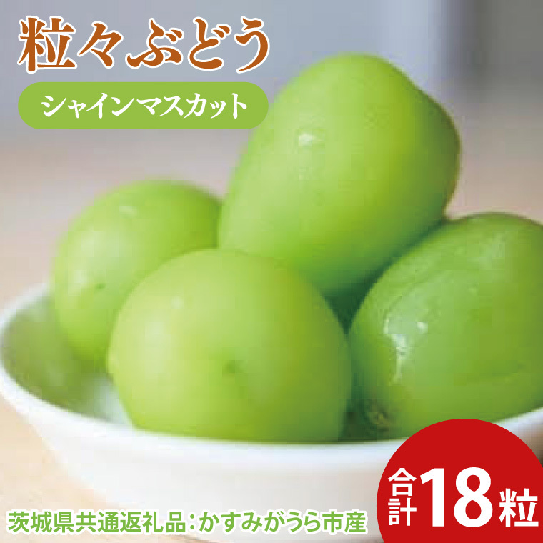 【先行予約】粒々ぶどう シャインマスカット18粒(茨城県共通返礼品:かすみがうら市産) ※2025年8月初旬〜2026年1月下旬頃に順次発送予定(CD053)茨城県大子町21000果物・フルーツマスカ