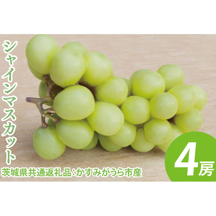 【先行予約】シャインマスカット 4房シャインマスカット 4房(茨城県共通返礼品:かすみがうら市産) ※2025年8月初旬〜2026年1月下旬頃に順次発送予定(CD024)茨城県大子町52000果物・フル