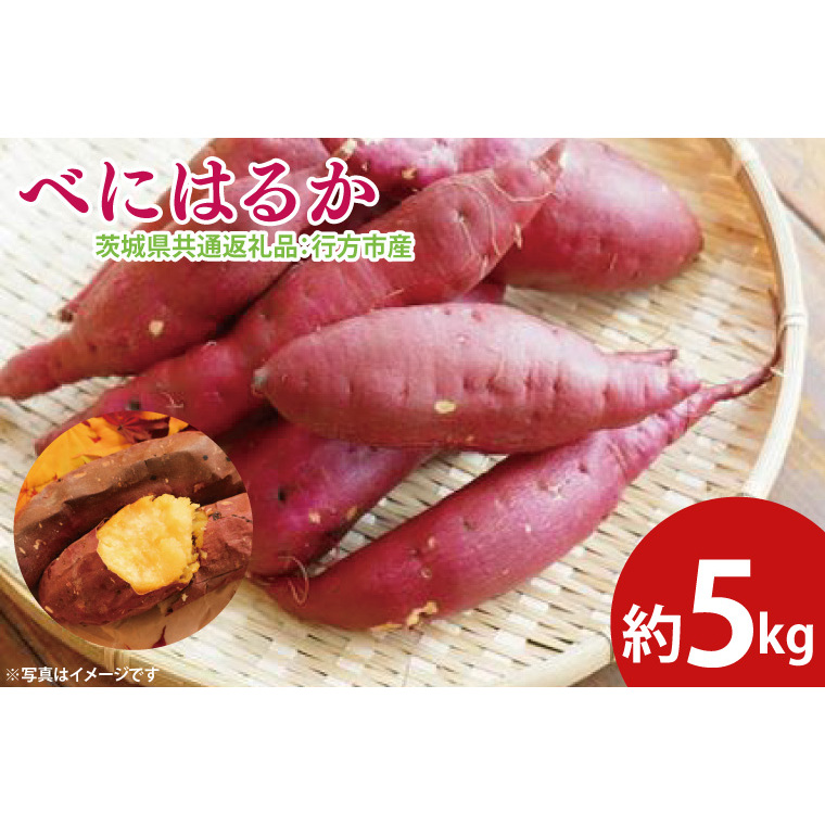 ys\zׂɂ͂邩 5kgi錧ʕԗiFssYj2025N10{`2026N3{ɏ\iCD085j錧q16000؁ÊႪEC
