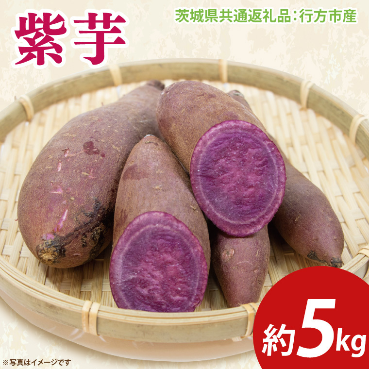 【先行予約】紫芋 約5kg(茨城県共通返礼品:行方市産)※2025年12月上旬〜2026年3月下旬頃に順次発送予定(CD087)茨城県大子町16000野菜・きのこじゃがいも・イモ類