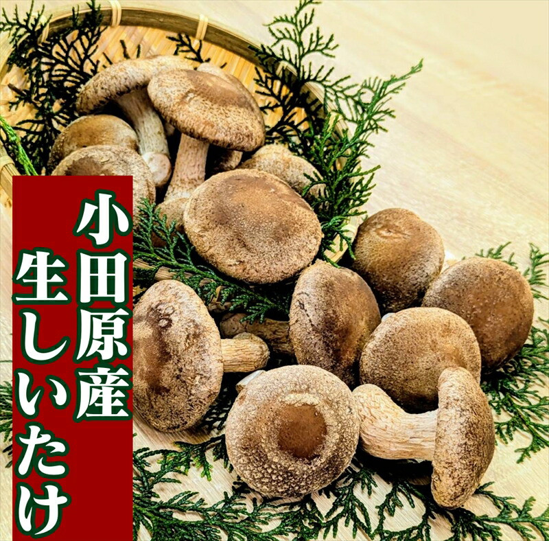 小田原産高級しいたけ「海の香・山の香」  香り高く肉厚でみずみずしい  500gお届け【 野菜 きのこ キノコ 茸 シイタケ しいたけ 贈答用 ご家庭でおすそ分け 神奈川県 小田原市 】神