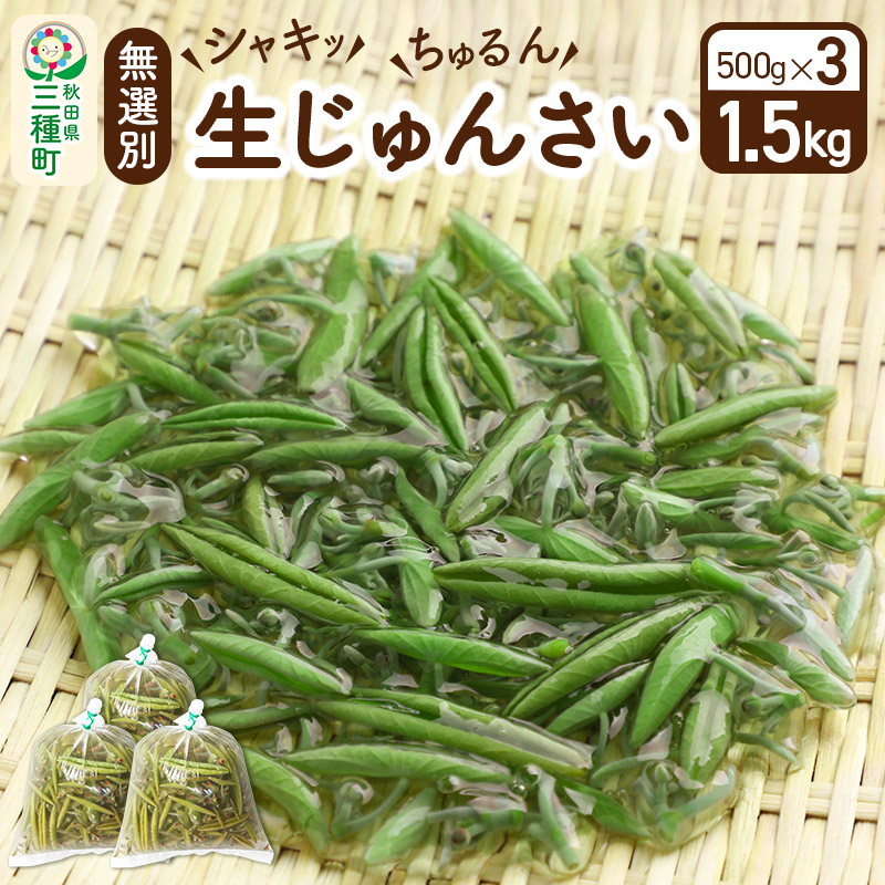 生じゅんさい無選別 1.5kg(500g×3袋)《冷蔵》（2024年5月中旬(収穫後)から7月末、順次発送予定） | 秋田県三種町 | JRE  MALLふるさと納税