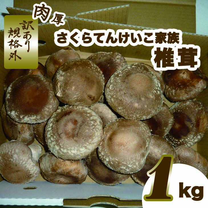 肉厚しいたけ“さくらてんけいこ家族(規格外)”1kg ≪シイタケ きのこ キノコ 野菜≫栃木県さくら市12000野菜・きのこ