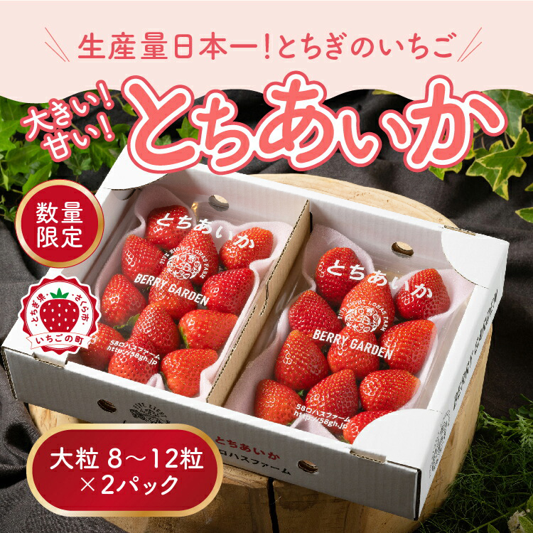 いちご 甘さ際立つ新品種 『とちあいか』 大粒 8〜12粒×2パック 先行予約 58ロハスファーム【58ロハスクラブ】|いちご イチゴ 苺 先行予約 栃木県 果物 くだもの フルーツ とちあいか 新鮮