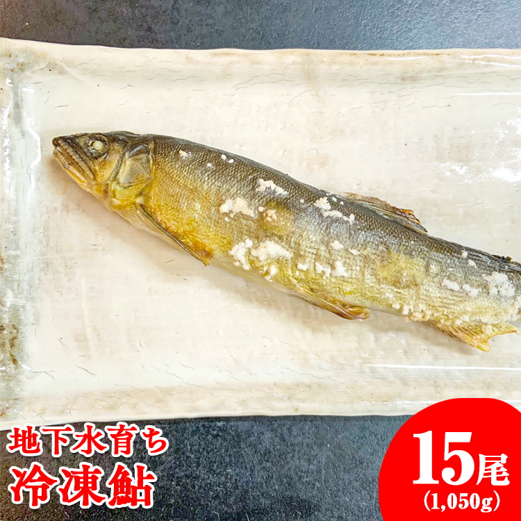 地下水育ち 冷凍鮎15尾栃木県さくら市13000鍋セット・総菜・加工食品総菜