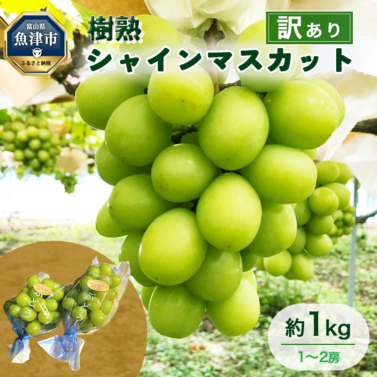 󂠂 VC}XJbg 1kg n 1`2[ b xRY }XJbg Ԃǂ uhE  kCEEւ̔zs 2025N10{`12{ɏ\xRÎs15000