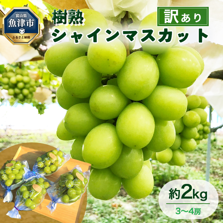 訳あり シャインマスカット 約2kg 樹熟 3〜4房 | 富山県産 マスカット ぶどう ブドウ 葡萄 ※北海道・沖縄・離島への配送不可 ※2025年10月上旬〜12月下旬頃に順次発送予定富山県魚津市25000果