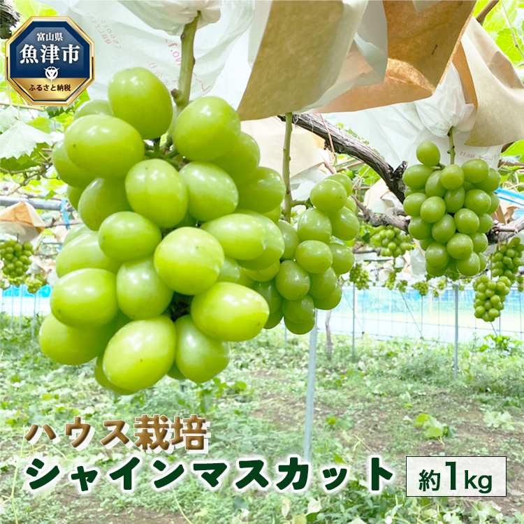 桃山ぶどう園のシャインマスカット約1kg(ハウス栽培)|フルーツ 果物 ※北海道・沖縄・離島への配送不可 ※2025年9月中旬頃より順次発送予定富山県魚津市16000果物・フルーツマスカッ