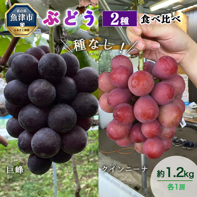 y\zRԂǂ2HהׁiENC[j[ij1.2kgbt[c ʕ uhE@kCEEւ̔zs@2025N9{菇\xRÎs15000