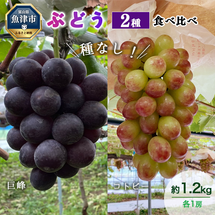 【早期予約】桃山ぶどう園の2種食べ比べ(巨峰・コトピー)約1.2kg|フルーツ 果物 ブドウ ※北海道・沖縄・離島への配送不可 ※2024年9月中旬頃より順次発送予定富山県魚津市15000果物・