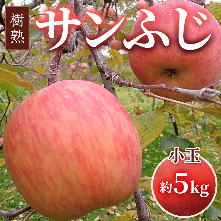 【早期予約】りんご 加積りんご 樹熟サンふじ小玉 約5kg|ふじ 魚津市産 富山 リンゴ 林檎 くだもの 果物 フルーツ デザート 産地直送 富山県 ※北海道・沖縄・離島への配送不可 ※2025年12月