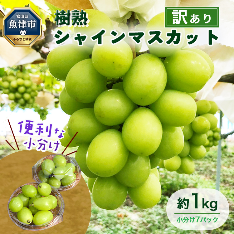 訳あり シャインマスカット 約1kg | 樹熟 粒 7パック 富山県産 マスカット ぶどう ブドウ 葡萄 ※北海道・沖縄・離島への配送不可 ※2025年10月上旬〜12月下旬頃に順次発送予定富山県魚津市15