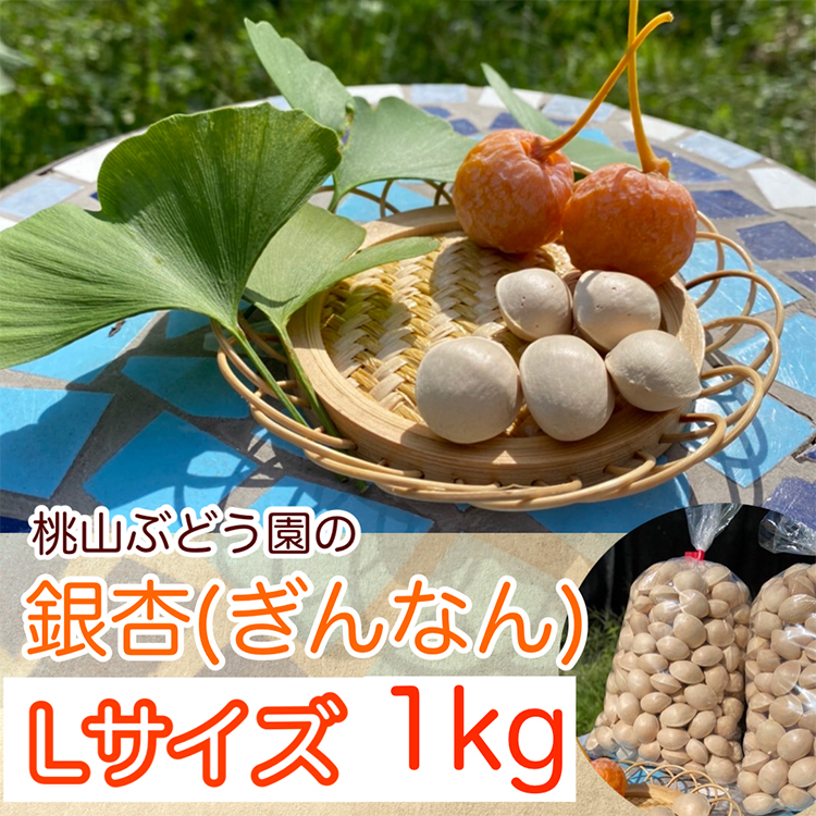 【早期予約】桃山ぶどう園の『ぎんなん(殻付き)』Lサイズ 約1kg ※北海道・沖縄・離島への配送不可 ※2025年11月上旬頃より順次発送予定富山県魚津市7500野菜・きのこ豆類