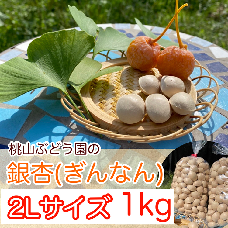 【早期予約】桃山ぶどう園の『ぎんなん(殻付き)』2Lサイズ 約1kg ※北海道・沖縄・離島への配送不可 ※2025年11月上旬頃より順次発送予定富山県魚津市8500野菜・きのこ豆類
