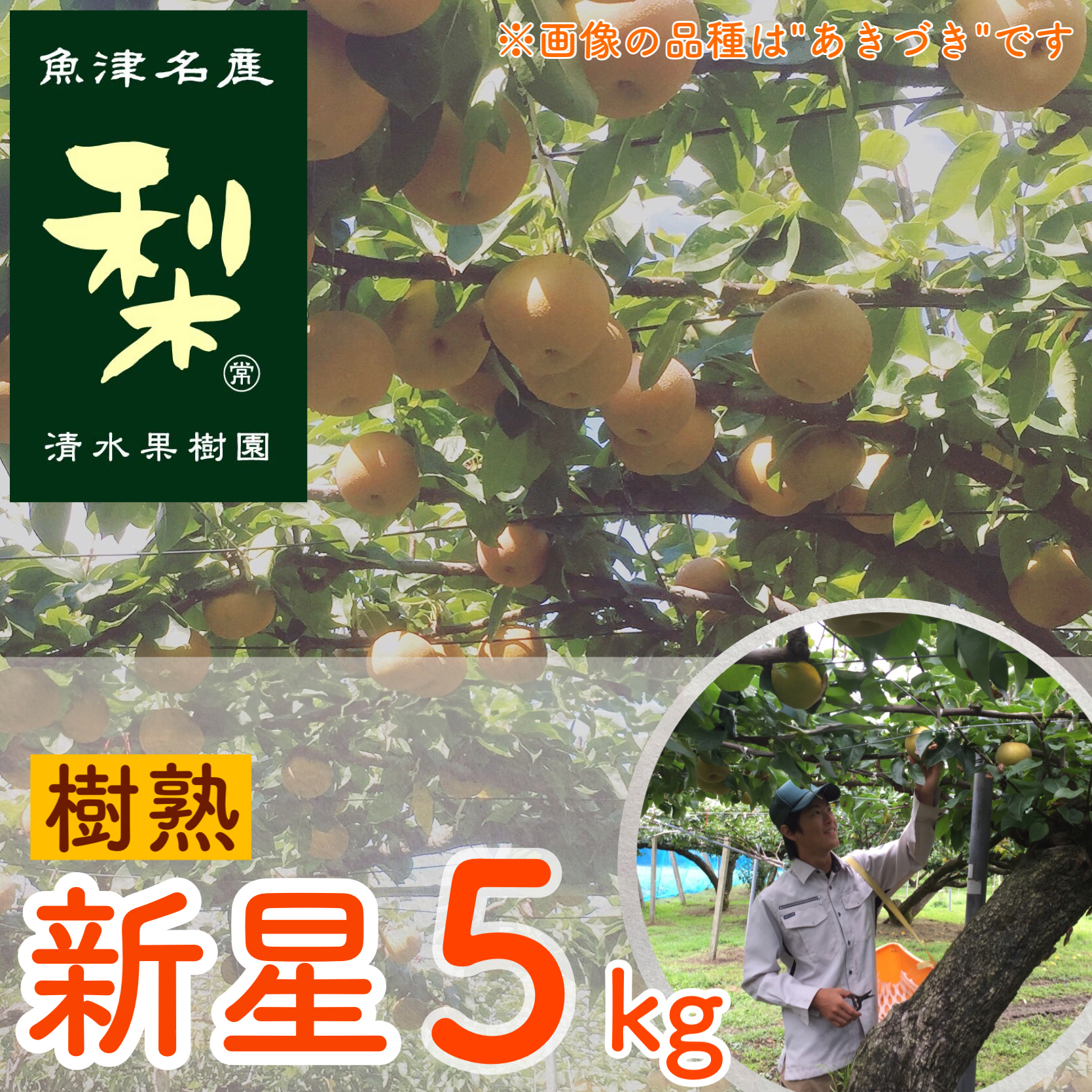 【早期予約】清水果樹園の梨「樹熟の新星」5kg|フルーツ なし 梨 ナシ 果物 酸味が少ない ※北海道・沖縄・離島への配送不可 ※2024年9月中旬頃より順次発送予定富山県魚津市17500果物・フ