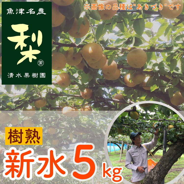 y\zʎ̗un̐Vv5kgbt[c Ȃ  iV ʕ xRY kCEEւ̔zs 2024N8{菇\xRÎs17500ʕEt[