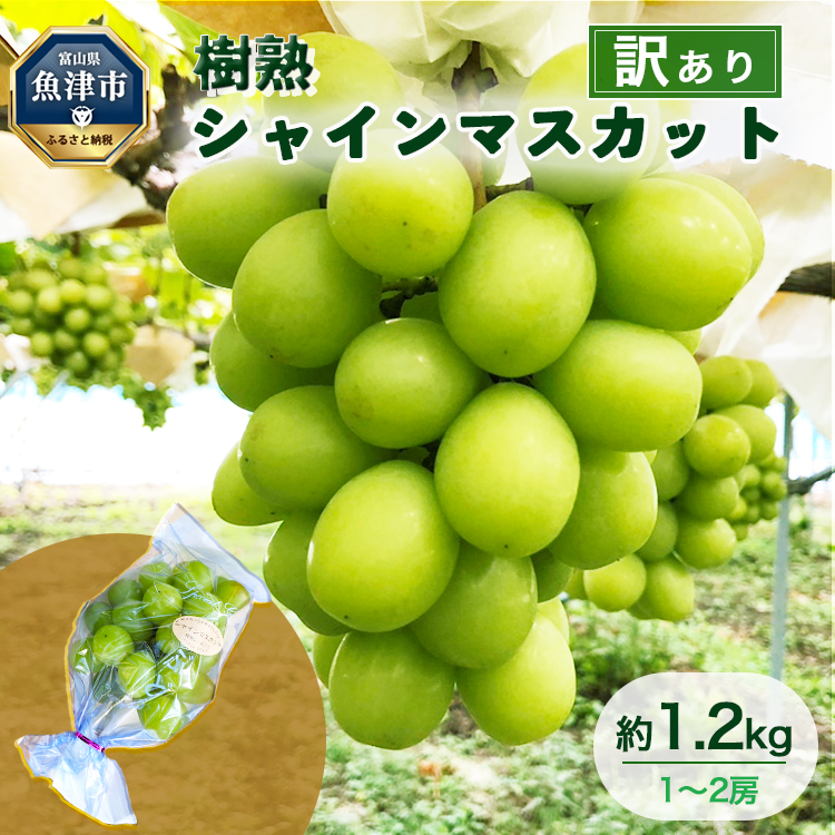 訳あり シャインマスカット 約1.2kg 樹熟 1〜2房 | 富山県産 マスカット ぶどう ブドウ 葡萄 ※北海道・沖縄・離島への配送不可 ※2025年10月上旬〜12月下旬頃に順次発送予定富山県魚津市17000