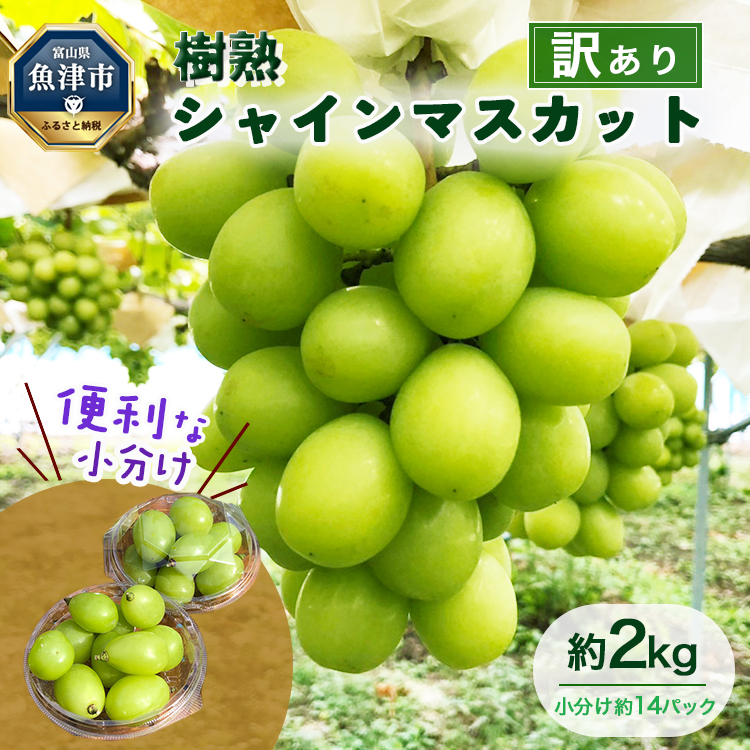 訳あり シャインマスカット 約2kg | 樹熟 粒 約14パック 富山県産 マスカット ぶどう ブドウ 葡萄 ※北海道・沖縄・離島への配送不可 ※2025年10月上旬〜12月下旬頃に順次発送予定富山県魚津