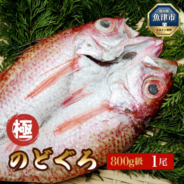 【極】日本海産のどぐろ開き 800g級×1尾  富山 魚津 浜浦水産富山県魚津市35000魚介・海産物干物